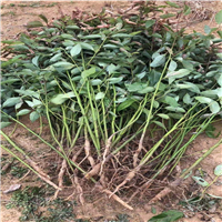 江西香樟树