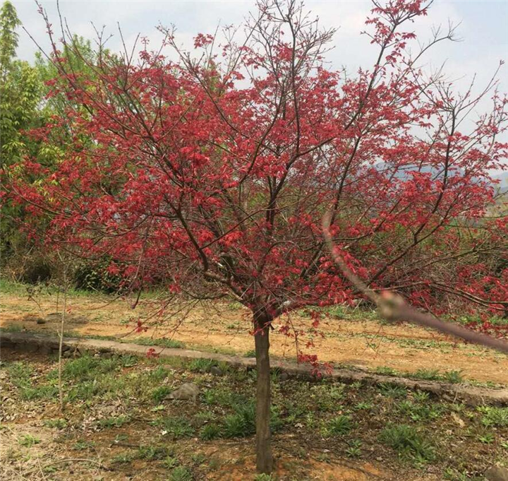 日本红枫苗行情￥日本红枫小苗基地 