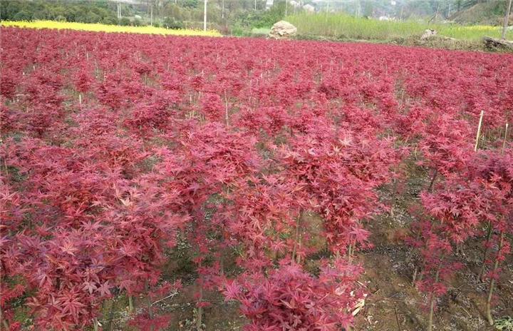 日本红枫苗行情￥日本红枫小苗基地* 