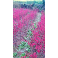 日本红枫苗行情￥日本红枫小苗基地* 