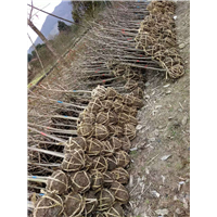 浙江嵊州小苗及工程苗 