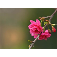 牡丹樱 