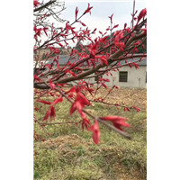 日本红枫苗行情￥日本红枫小苗基地* 