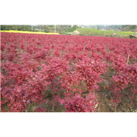 日本红枫苗行情￥日本红枫小苗基地* 