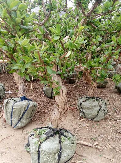 河北金银花枝条 金银花树苗 