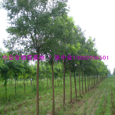 国槐树 #河北中会金银花种苗基地！