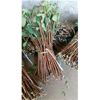 金银花枝条