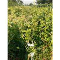 河北金银花