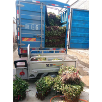 金银花枝条