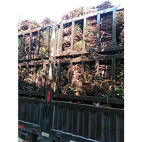 金银花枝条