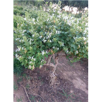 河北金银花枝条 金银花树苗 