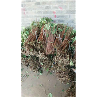 金银花枝条