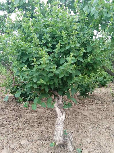 河北金银花枝条 金银花树苗 