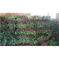 金银花枝条