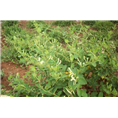 金泉网为您找到一家：河北金银花树苗 