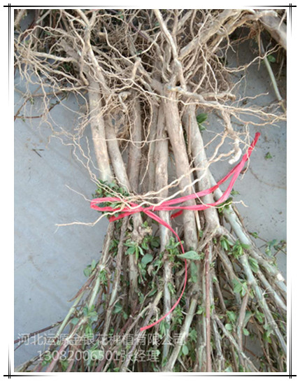 巨鹿金银花苗特价