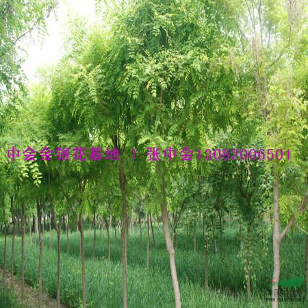 国槐树 #河北中会金银花种苗基地！