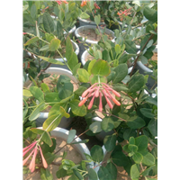 河北金银花