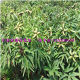油用牡丹#河北油用牡丹|金银花种苗
