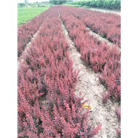 山西红叶小檗