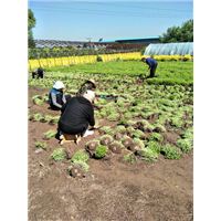 山西苗圃人工起苗