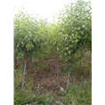 华东卫矛B4F66AA9