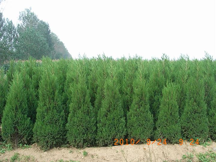 供应侧柏|山西侧柏苗木|优质侧柏苗木价格|山西侧柏基地 