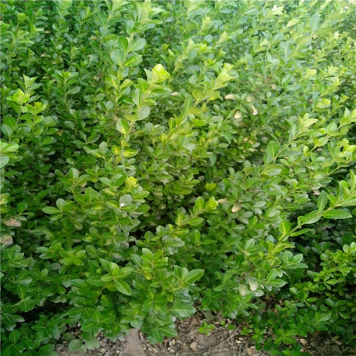 胶东卫茅5F3BDB1FA6C