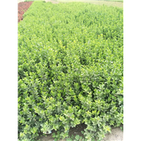 山西胶东卫茅 