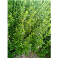 胶东卫茅5F3BDB1FA6C