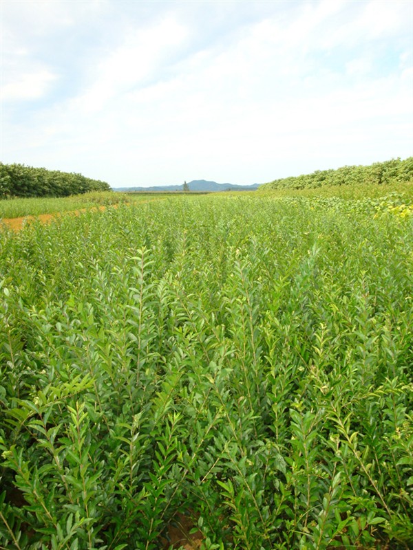 山西水蜡〃山西水蜡价格〃山西水蜡供应商 
