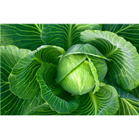 开封洋白菜