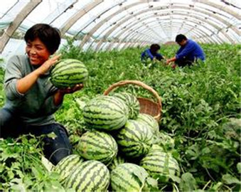 开封西瓜代收_开封西瓜代办