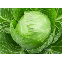 河南洋白菜