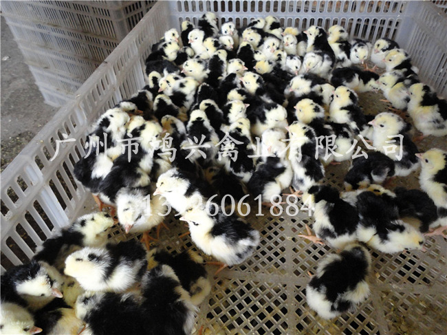 【贵妃鸡苗/广东哪里有饲养贵妃鸡苗】