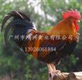 【快大麻鸡苗/广州优质快大麻鸡苗饲养中心】