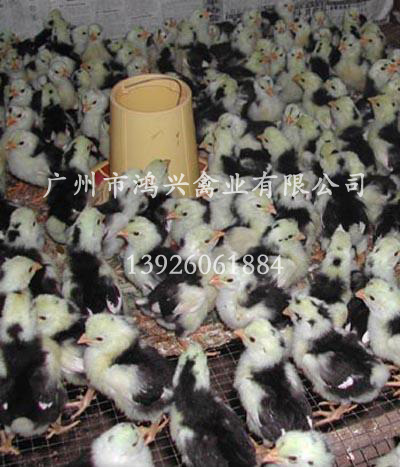 【贵妃鸡苗/广州专业贵妃鸡苗孵化技术管理】