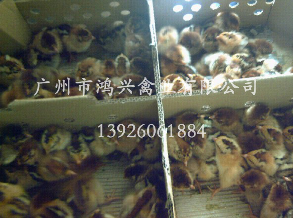 麻黄鸡苗|广州麻黄鸡苗--广州市鸿兴禽业有限公司