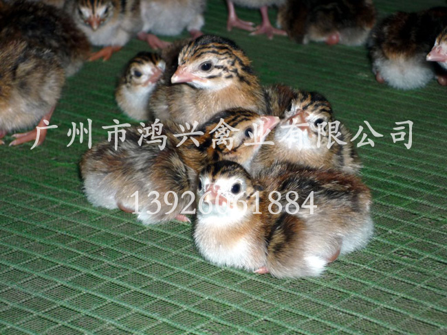 【贵妃鸡苗/贵妃鸡苗广州专业孵化场】