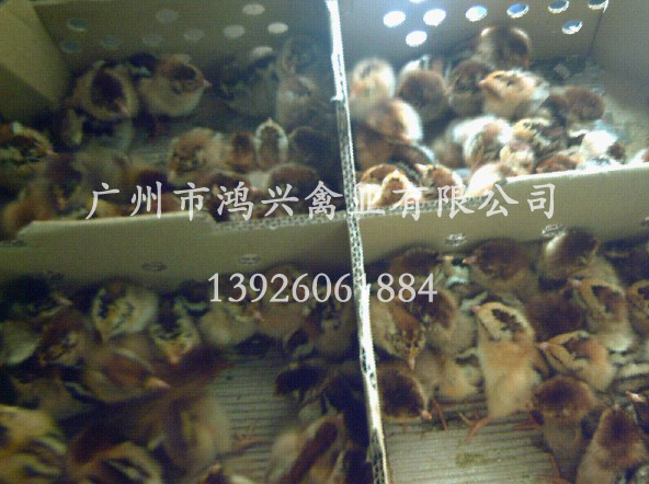 【麻黄鸡苗/2012年优质麻黄鸡苗广州销售】
