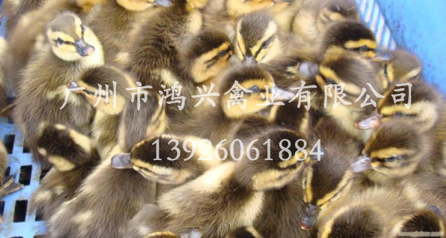 【野鸭苗/广州优质野鸭苗专业孵化技术展示】