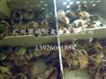 麻黄鸡苗|广州麻黄鸡苗--广州市鸿兴禽业有限公司