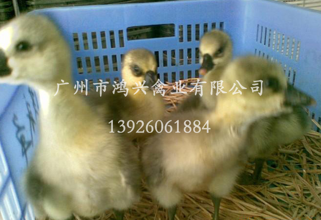 【马岗鹅苗/2012年广州优质马岗鹅苗孵化中心】