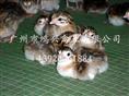 【珍珠鸡苗/广州哪里有优质珍珠鸡苗供应】