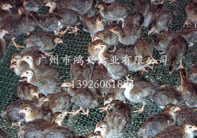 【贵妃鸡苗/广州贵妃鸡苗高效孵化技术】