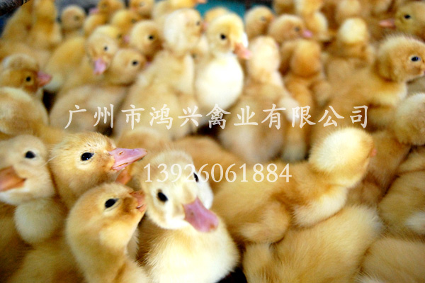 【蛋鸭苗/广州专业优质孵化管理基地】