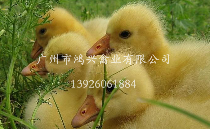 【蛋鸭苗/广东哪里有优质蛋鸭幼苗养殖中心】