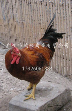 【快大麻鸡苗/广州市鸿兴禽业快大麻鸡苗有限公司】