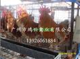 土二鸡苗|广州土二鸡苗--广州市鸿兴禽业有限公司
