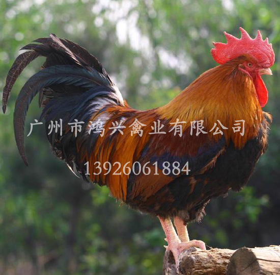 【快大麻鸡苗/广州优质快大麻鸡苗饲养中心】
